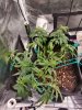 3986762_grow-journal-by-milloroyal-queen-seedsblue-cheese-automatic.jpg