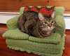 crocheted-cat-couches3.jpg