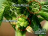 hermaphrodite-cannabis-plants-C551.jpg