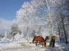 Horse and sun after snow (April).jpg