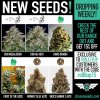 New Seeds May.jpg