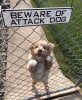 dangerous-dogs3.jpg