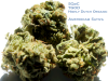 2 - SQdC - TGOD, Highly Dutch Organic - Amsterdam Sativa [800x600] .PNG