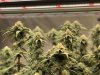 cannabis-growing-under-medicgrow-led-grow-light.jpg