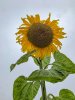 Sunflower-42.jpg