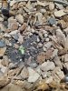 Seedling.jpg
