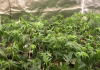 cannabis-growing-under-ez-8-led.png
