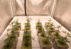 cannabis-plants-under-fold-8.png