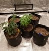 5x5 plants 7-28.jpg