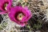 bee cactus pollen.JPG