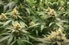 cannabis-under-medic-grow-ez-8.jpg