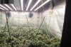 cannabis-growing-under-medicgrow-fold-8.jpg