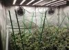 cannabis-growing-with-medic-grow-fold-8.jpg