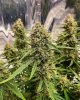 Purple punch auto @barneys_farm day 71-3.jpg