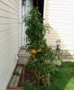Charlie Brown Tomato plant.jpg