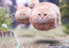 Hovering cats.jpg