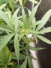 Lemon_Pistils.jpg