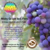 MMS Drop Moby Grape wo date.jpg