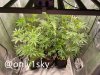 only1sky-medic-grow-fold-8-review-2.jpg