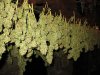 640px-Drying_Cannabis_Buds.jpg