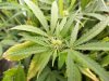 Lemon_Budsite.jpg