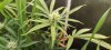 Lemon_Budsite1.jpg