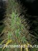 grow-with-medic-grow-fold-8-20211107-6.jpg