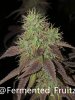 grow-with-medic-grow-fold-8-20211107-8.jpg