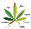 Cannabis leaf diagnosis.png