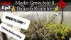 medic-grow-fold-8-banana-krumble-week-8.jpg