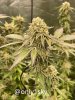 only1sky-grow-with-medic-grow-fold-8-day-56-into-flower-1.jpg