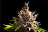 Seedstockers-Purple-Punch-Flower07-12-2021.jpg