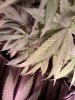fringed flo2.jpg