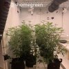 grow-with-medic-grow-fold8-shomegreen-20211020-1.jpg