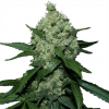 super-skunk-cannabis-seeds_68izgliejmlcfeug.png