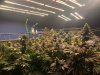 Current grow almost ready spiderfarm se7000 se3000 mandarin cookie at bay. Other pics are my n...jpg