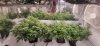 Plants all have some nice bud growth going on. Especially the special queen plants under the S...jpg