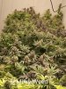 grow-with-medicgrow-ez8-milkyweed-20211213-1.jpg