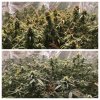 cannabis H 12-7-21 34-67 comparison.jpg