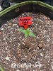 grow-with-medicgrow-fold8-only1sky-day13-2.jpg