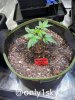 grow-with-medicgrow-fold8-only1sky-day23-2.jpg