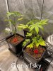 grow-with-medicgrow-fold8-only1sky-day30.jpg