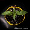 grow-with-medicgrow-smart8-spacementgrown-6.jpeg