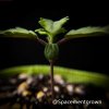 grow-with-medicgrow-smart8-spacementgrown-7.jpeg