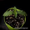 grow-with-medicgrow-smart8-spacementgrown-8.jpeg
