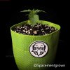 grow-with-medicgrow-smart8-spacementgrown-9.jpg