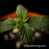 grow-with-medicgrow-smart8-spacementgrown-10.jpeg