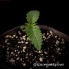 grow-with-medicgrow-smart8-spacementgrown-11.jpeg