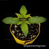 grow-with-medicgrow-smart8-spacementgrown-20220115-1.jpeg