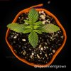 grow-with-medicgrow-smart8-spacementgrown-20220115-2.jpeg